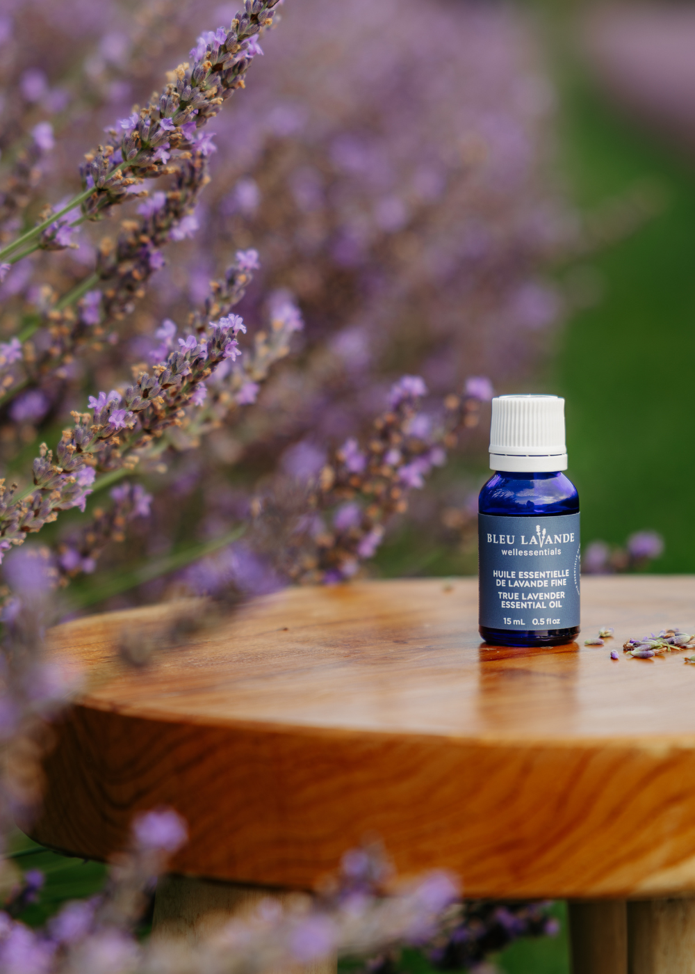 Huile essentielle de Bleu Lavande certifiée ISO 3515, un gage de pureté et qualité