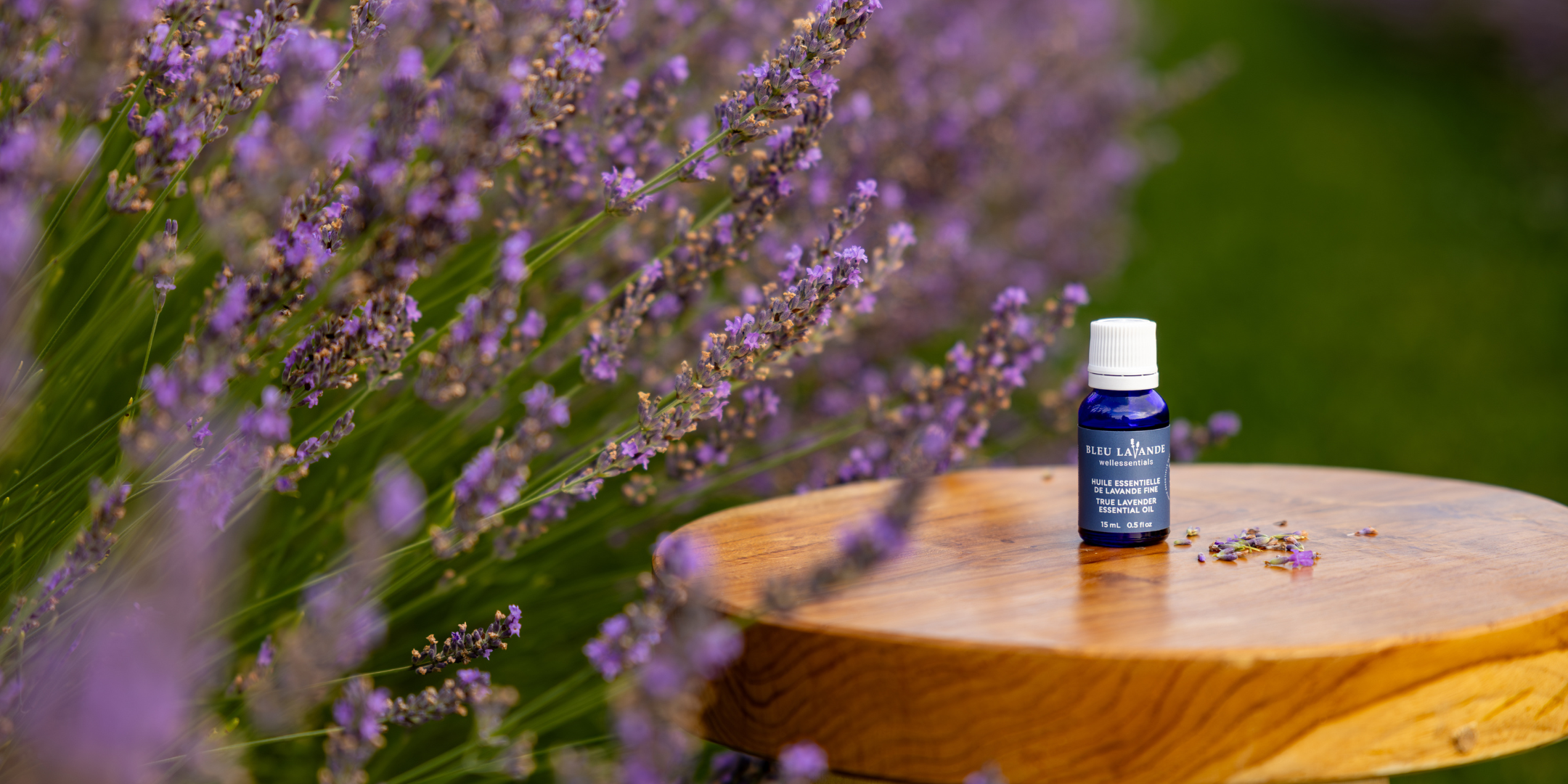 Huile essentielle de lavande fine certifiée ISO 3515, un gage de pureté et qualité