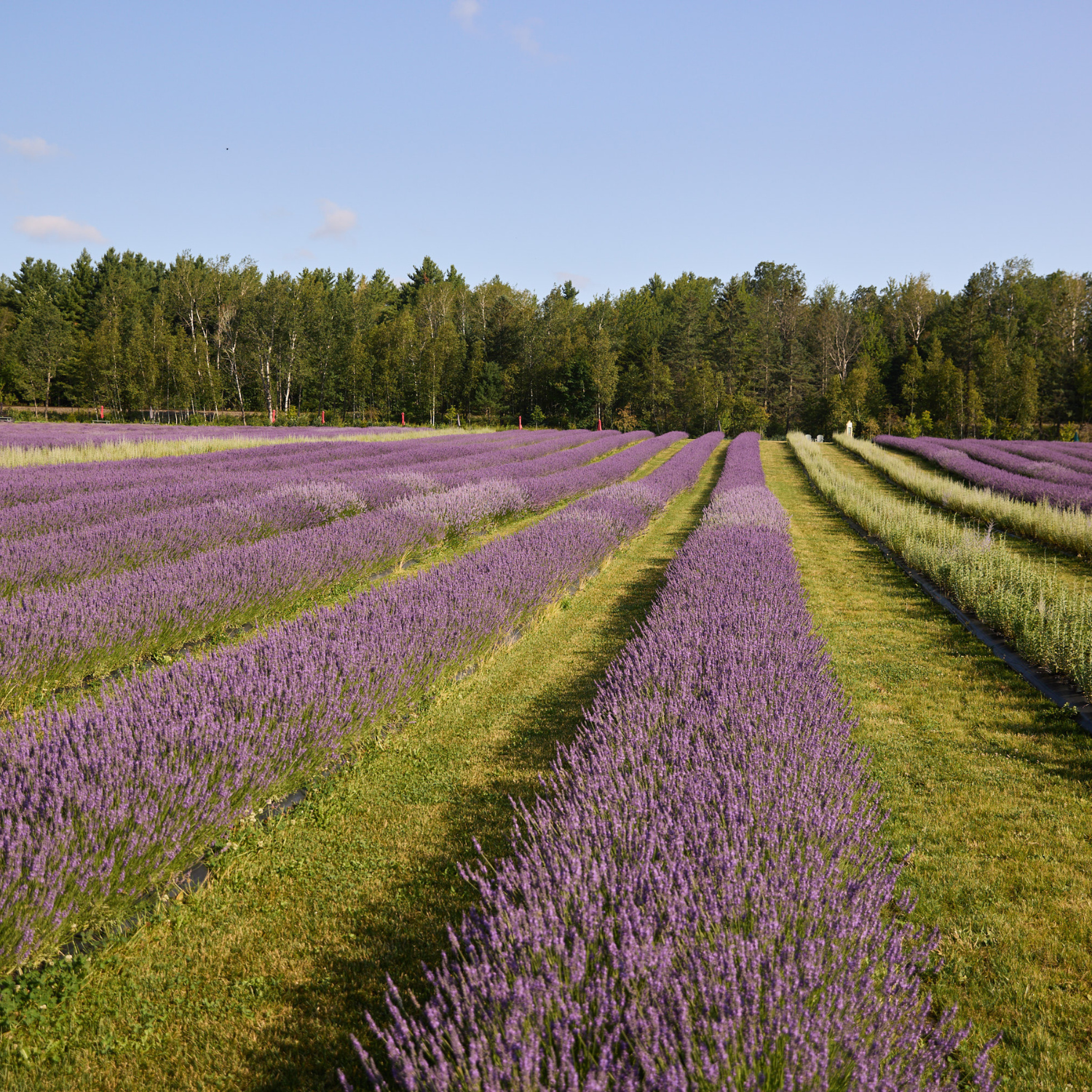 Nos conseils pour de la belle lavande dans  vos platebandes ornementales