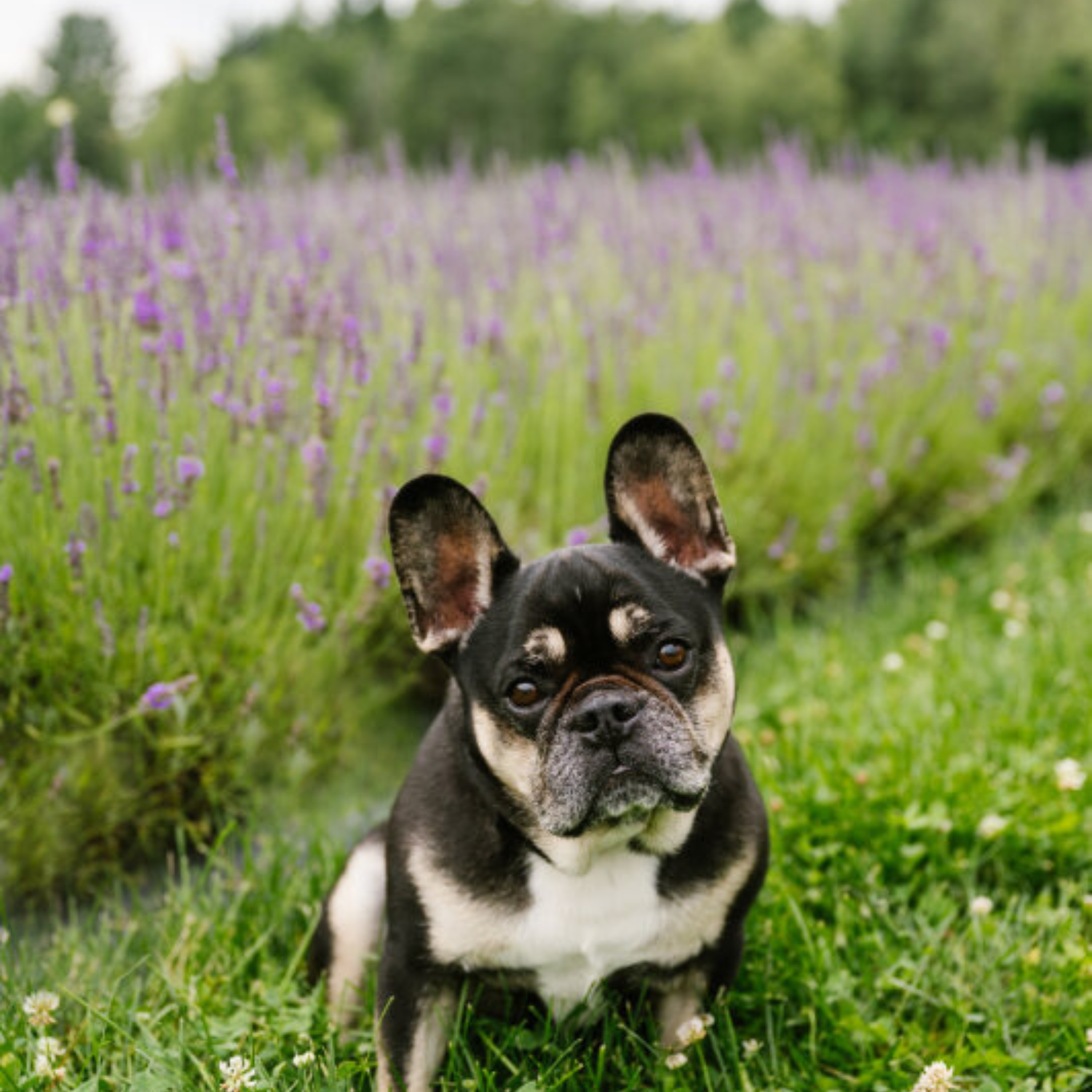 Bleu Lavande : un lieu où les chiens sont acceptés