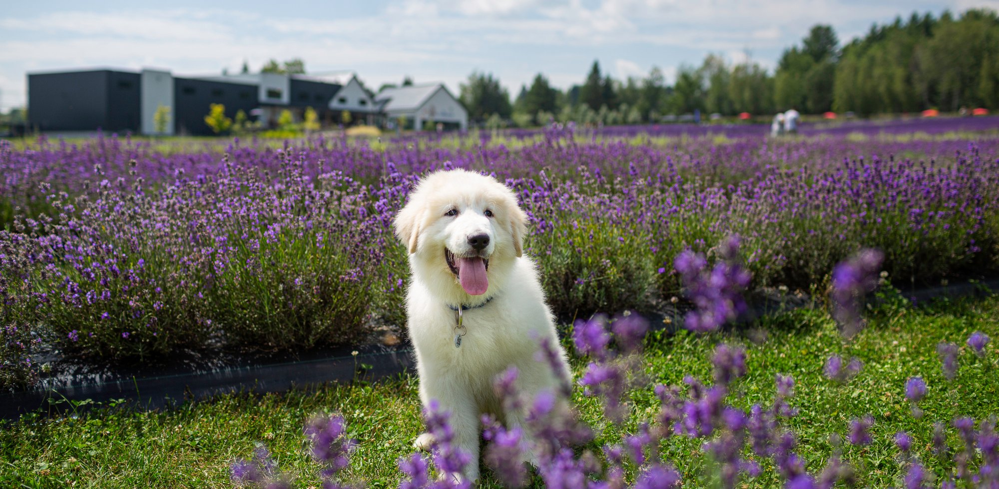 Soins pour chiens naturels à la lavande apaisante