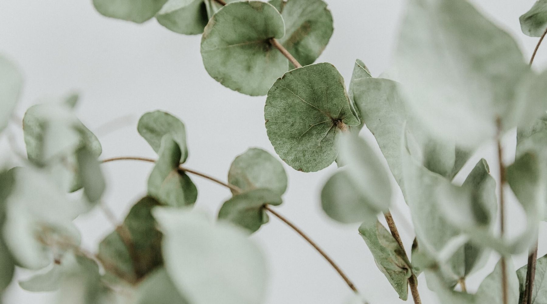 Produits pour le corps et la maison lavande et eucalyptus