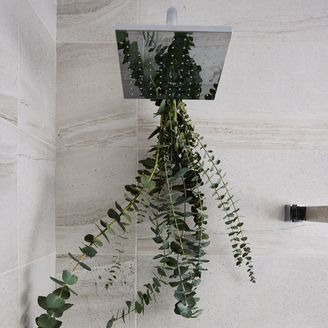 Eucalyptus dans la douche