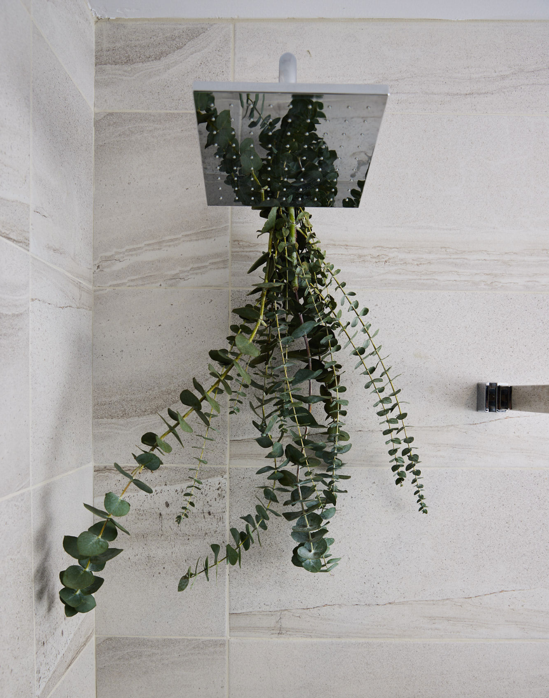 Eucalyptus sur un pommeau de douche