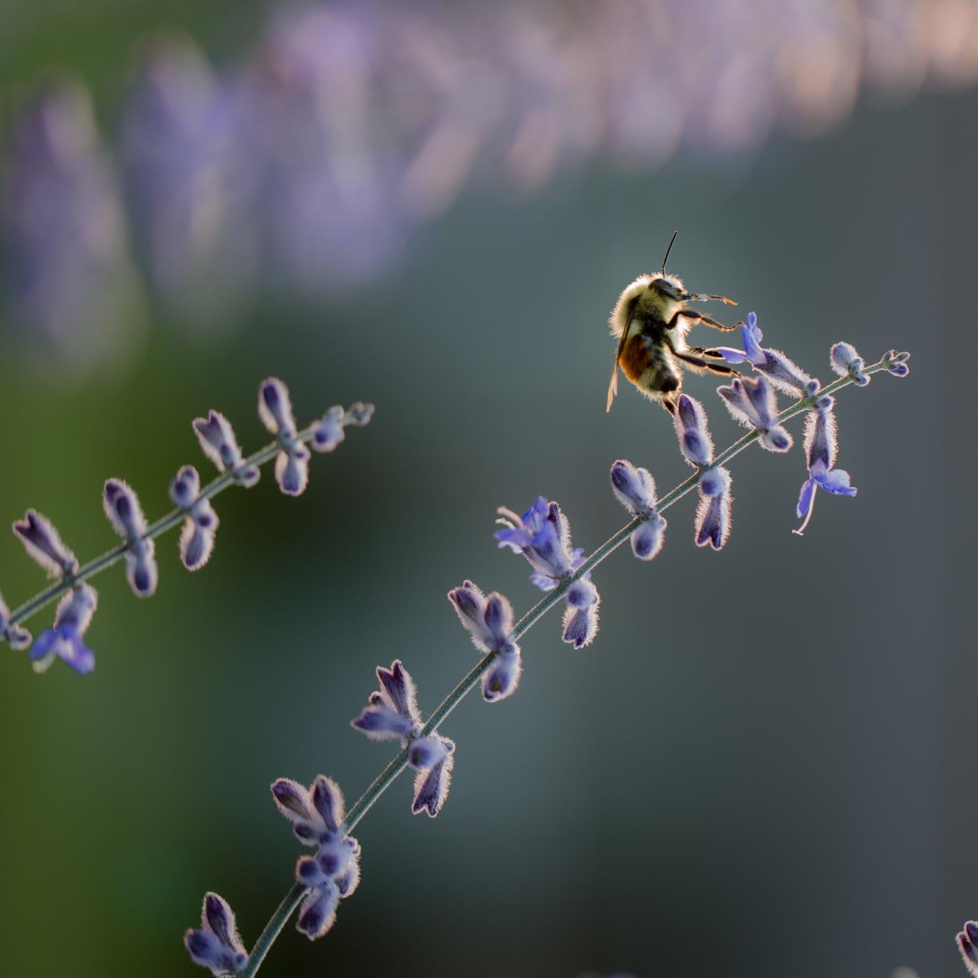 Abeille dans la lavande | Bleu Lavande x Bee City Canada pour la cause des abeilles
