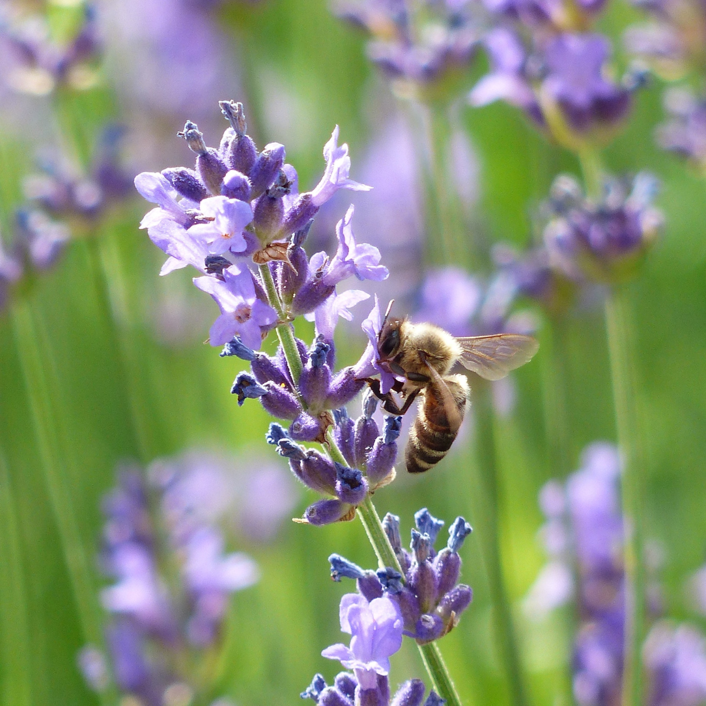 Abeille dans la lavande | Bleu Lavande x Bee City Canada pour la survie des pollinisateurs