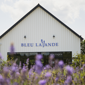 Boutique Bleu Lavande devant le champ de lavande
