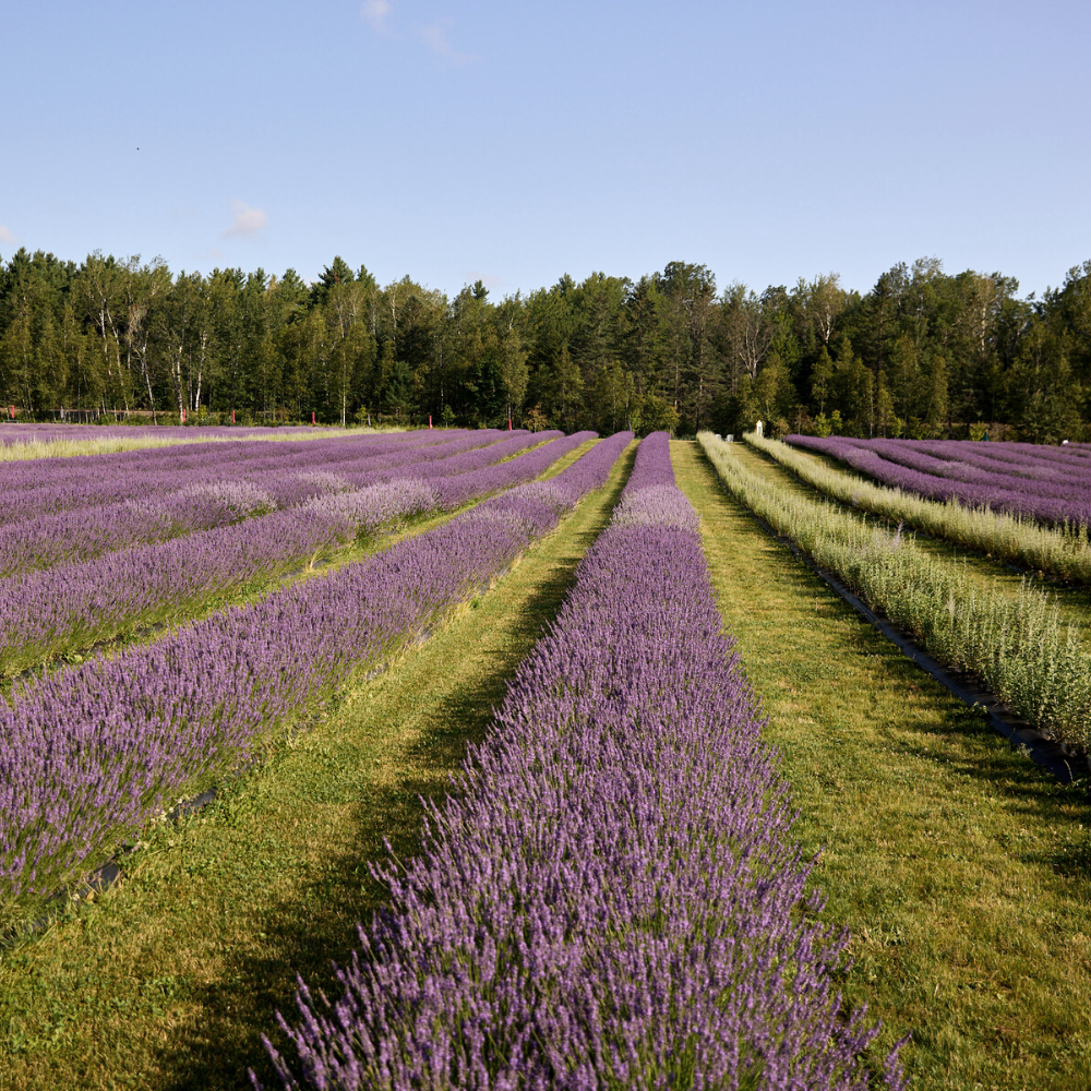 Rangs de lavande en fleurs chez Bleu Lavande au Québec | Lavender fields blooming in Quebec