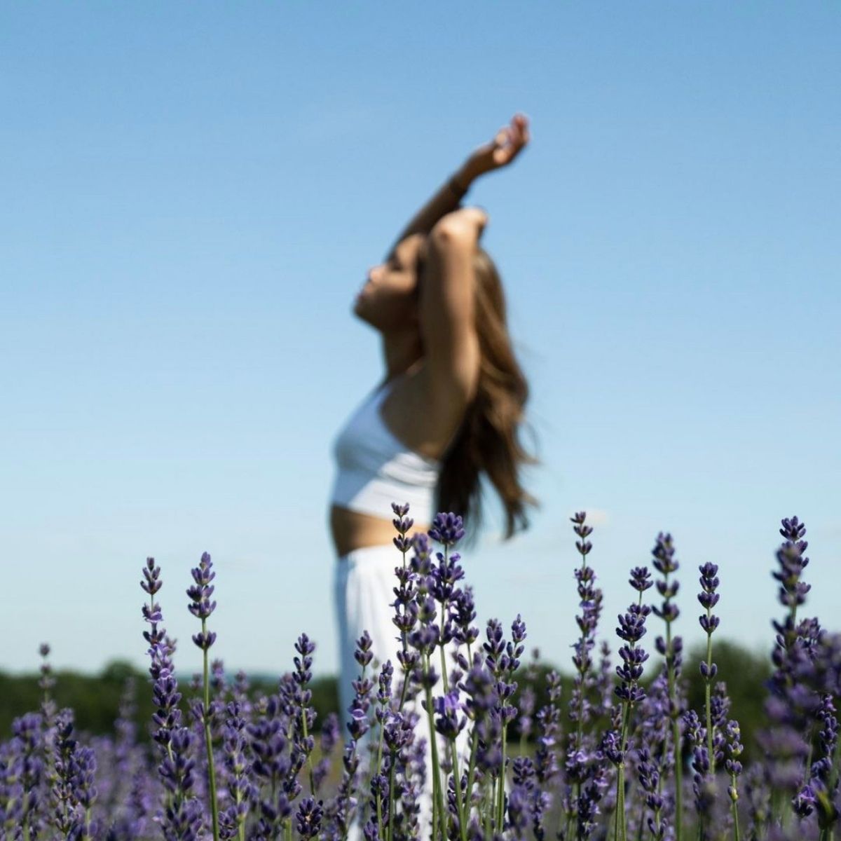 Femme en habit blanc derrière la lavande en fleurs | Woman in blooming lavender field