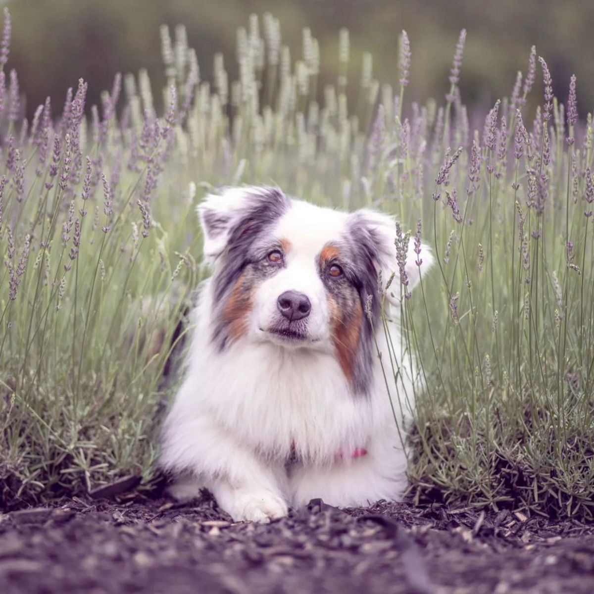 Chien dans les champs de lavande en floraison | Dog in a blooming lavender field
