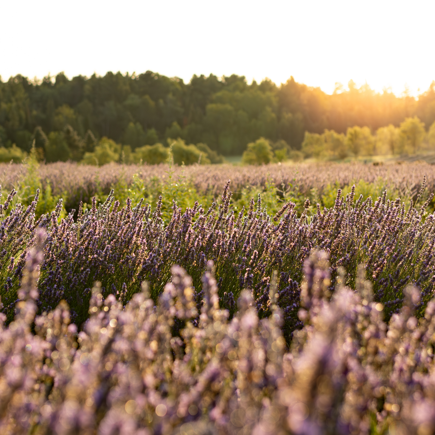 Coucher de soleil dans les champs de lavande