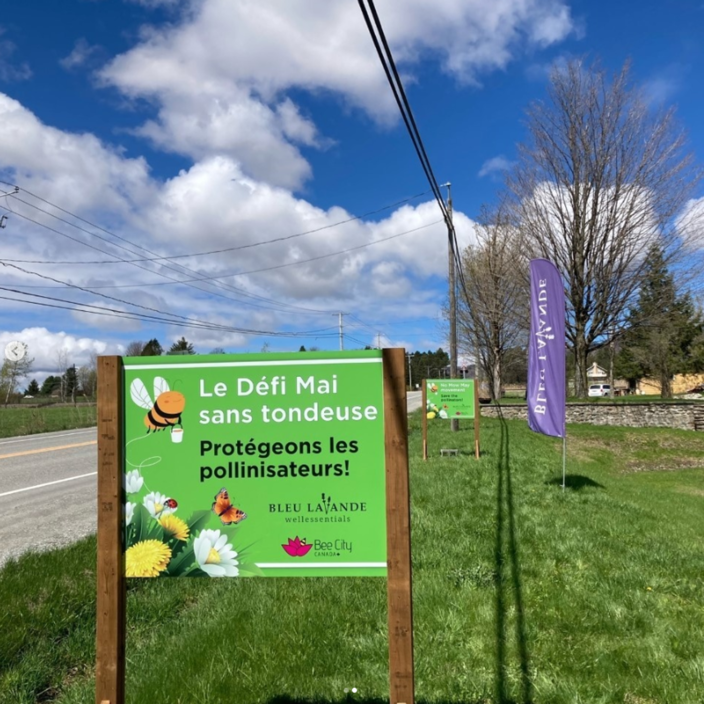 Défi Mai sans tondeuse chez Bleu Lavande pour protéger les pollinisateurs