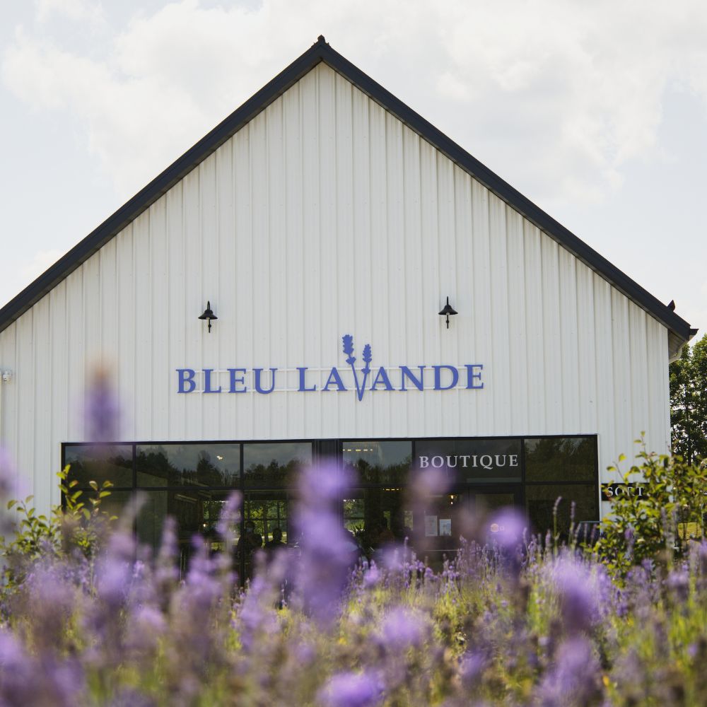 Bâtiment de Bleu Lavande derrière le champ de lavande à Magog, en Estrie