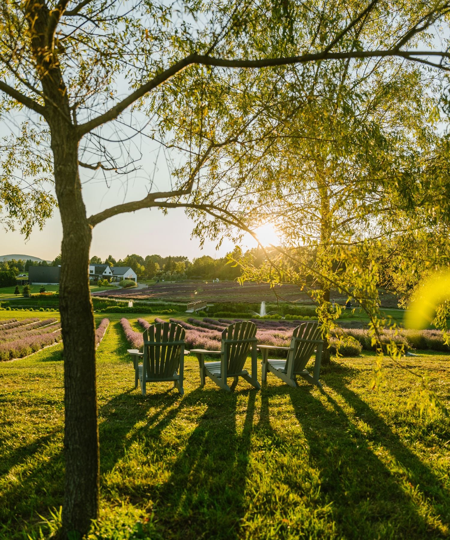 Chaises Adirondak dans les champs de lavande, dans les Cantons-de-l'Est