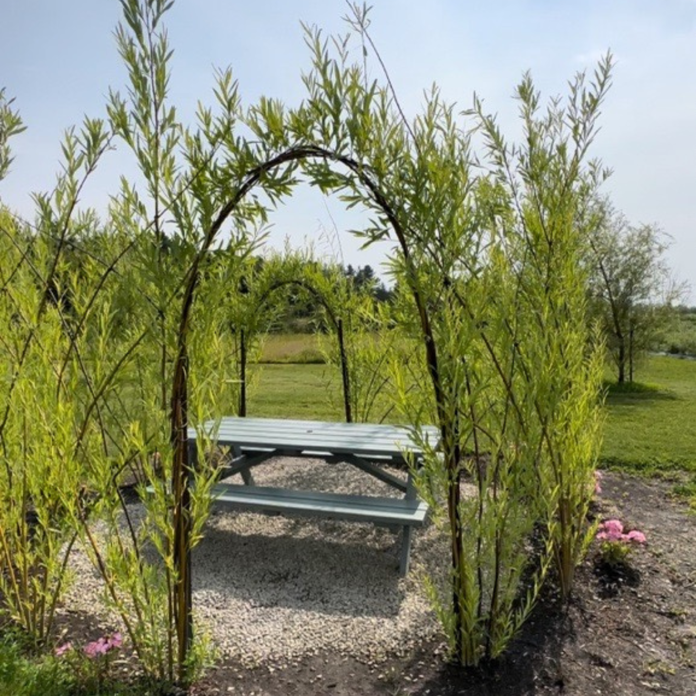 Installation chez Bleu Lavande d'un dôme vivant en saule offrant de l'ombre naturelle aux visiteurs