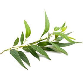 Produits Bleu Lavande avec ingrédient naturel : Huile essentielle d'eucalyptus