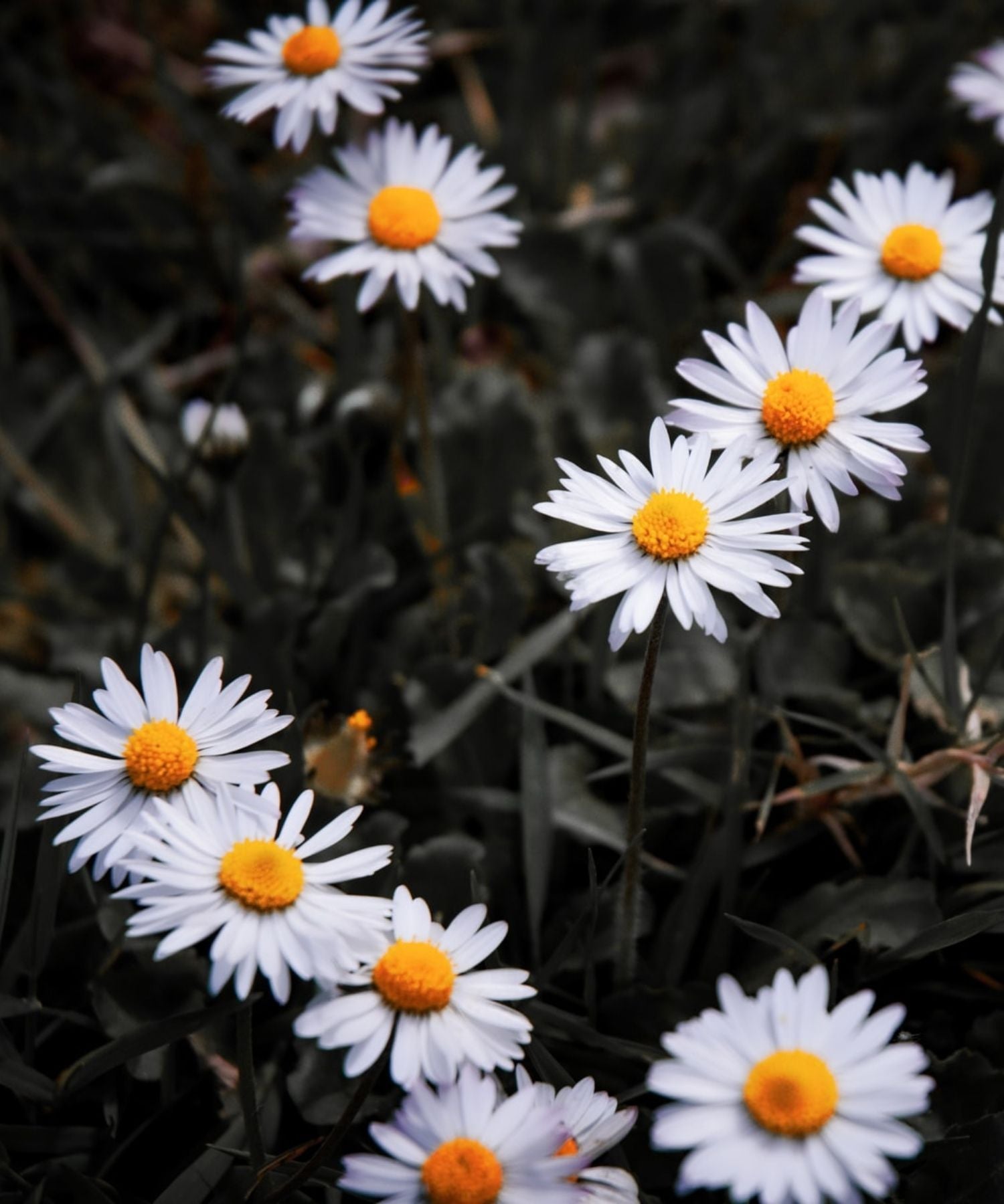 Pour aider à sauver les abeilles, plantez des plantes variées et aborigènes