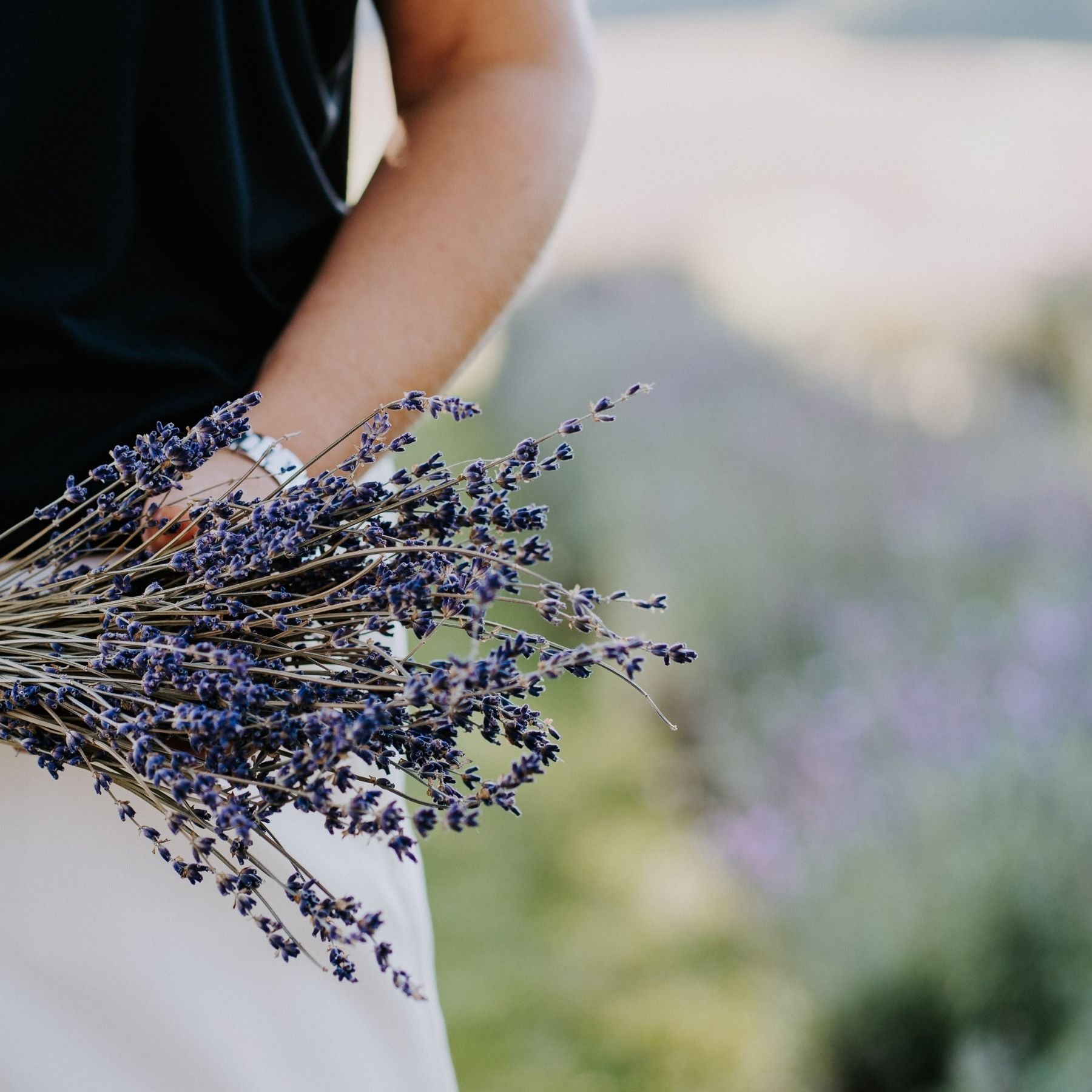 Bouquet de lavande séchée et champ de lavande en Estrie