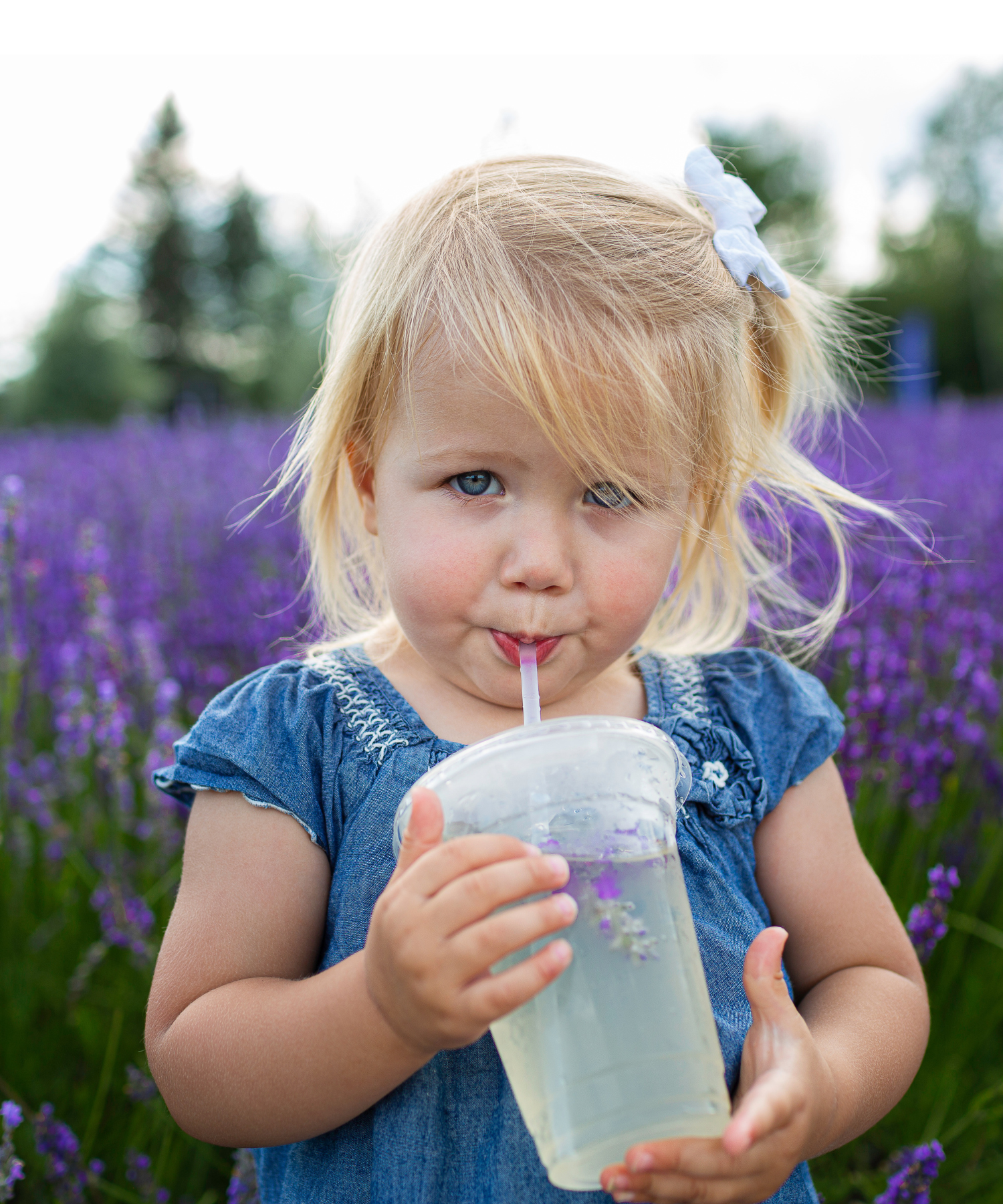 Fille en train de boire une limonade à la lavande | Lavender lemonade in a Magog lavender field