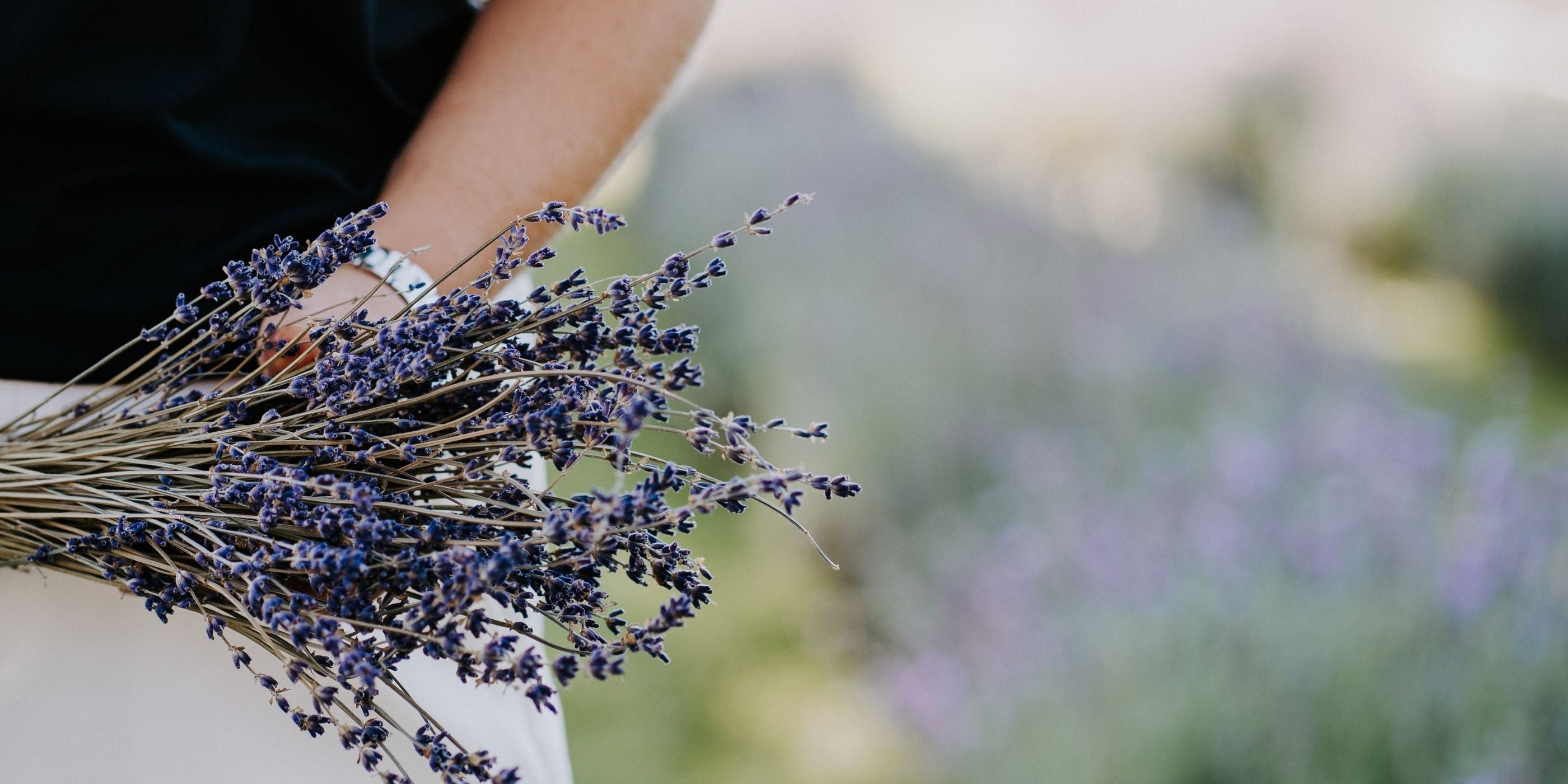 Bouquet de lavande séchée et champ de lavande dans les Cantons-de-l'Est