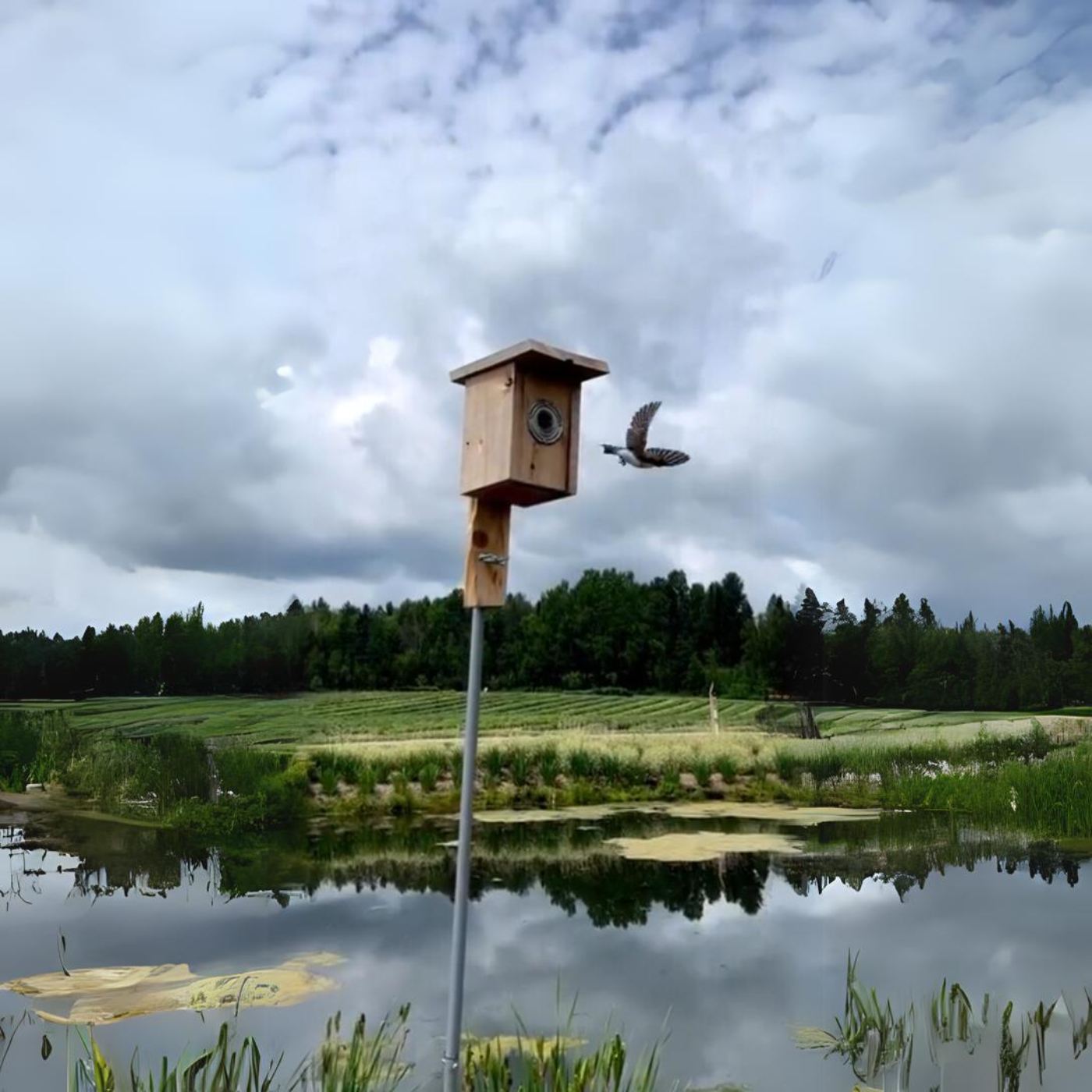 Nichoirs à hirondelles, abris à chauves-souris et hôtel à insectes pour la préservation des pollinisateurs chez Bleu Lavande