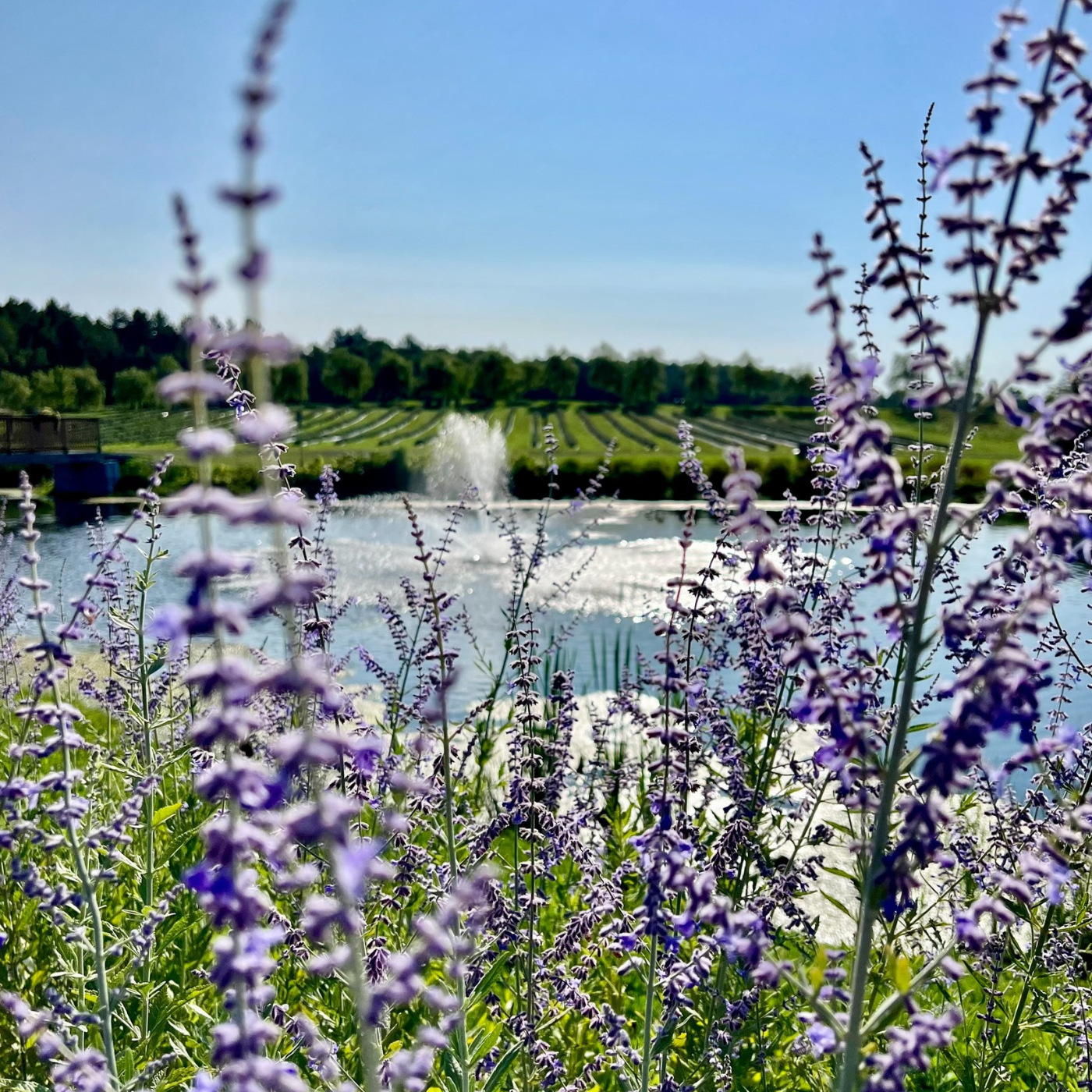 Bleu Lavande est fermement engagée envers la protection de l'environnement et de la biodiversité