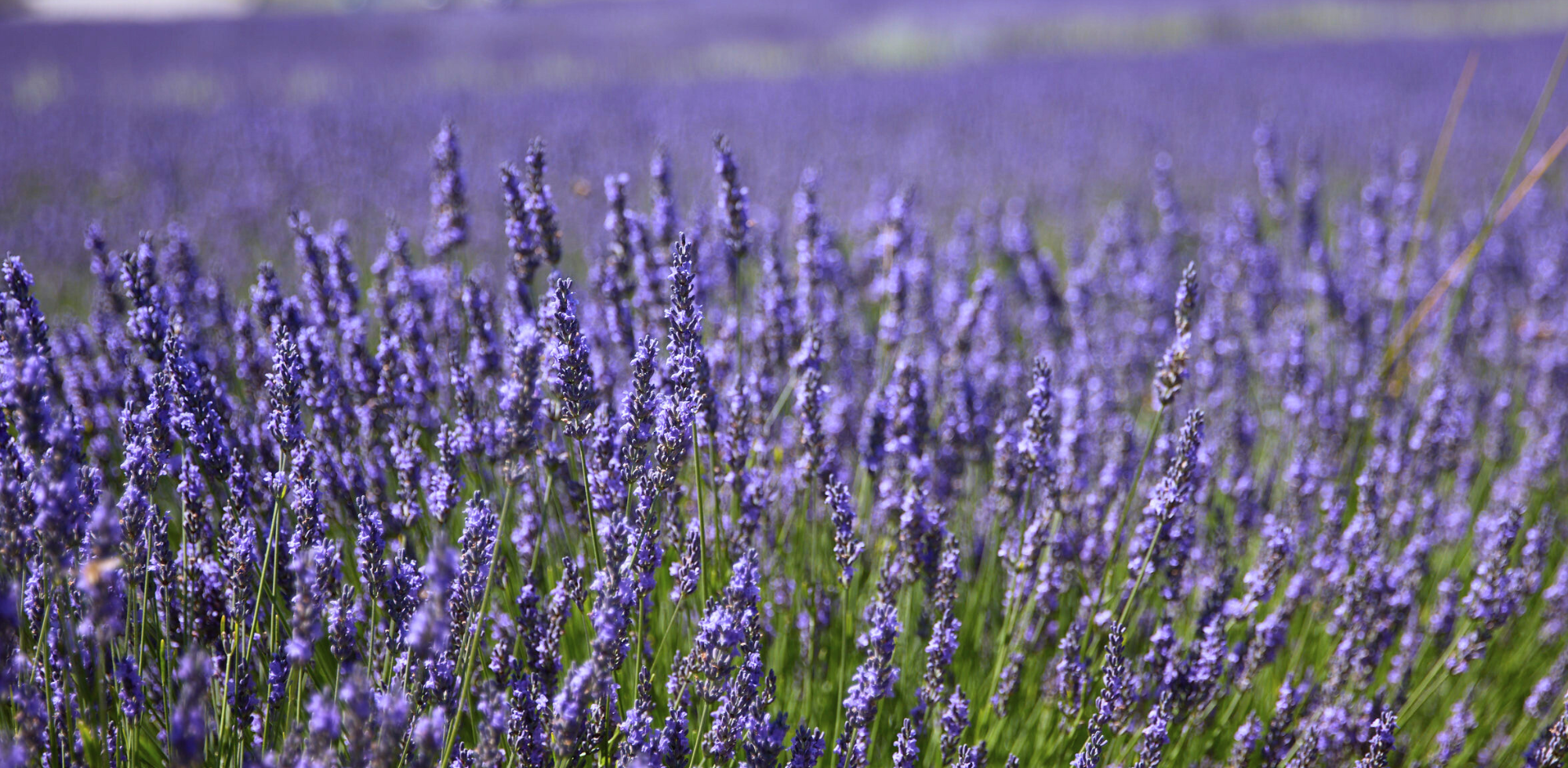 Floraison de la lavande dans les champs de Bleu Lavande en Estrie