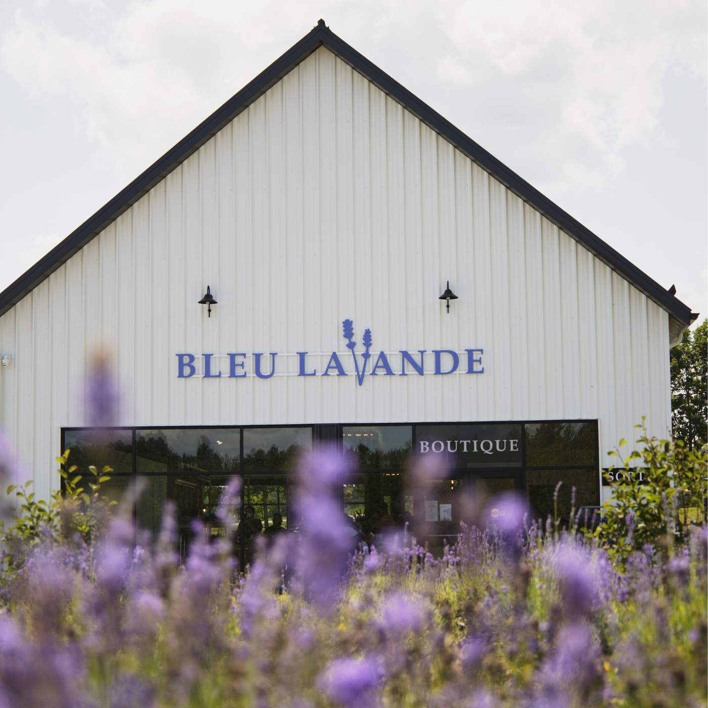 Utilisation de lumières LED et lumières extérieures dirigées vers le bas pour éliminer la pollution lumineuse chez Bleu Lavande