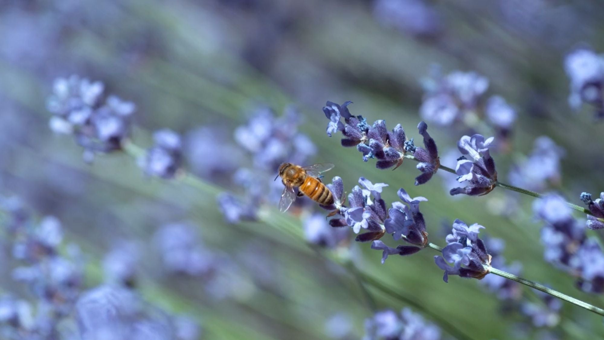 Abeille dans champ de lavande | Bleu Lavande, sanctuaire de pollinisateurs au Québec 