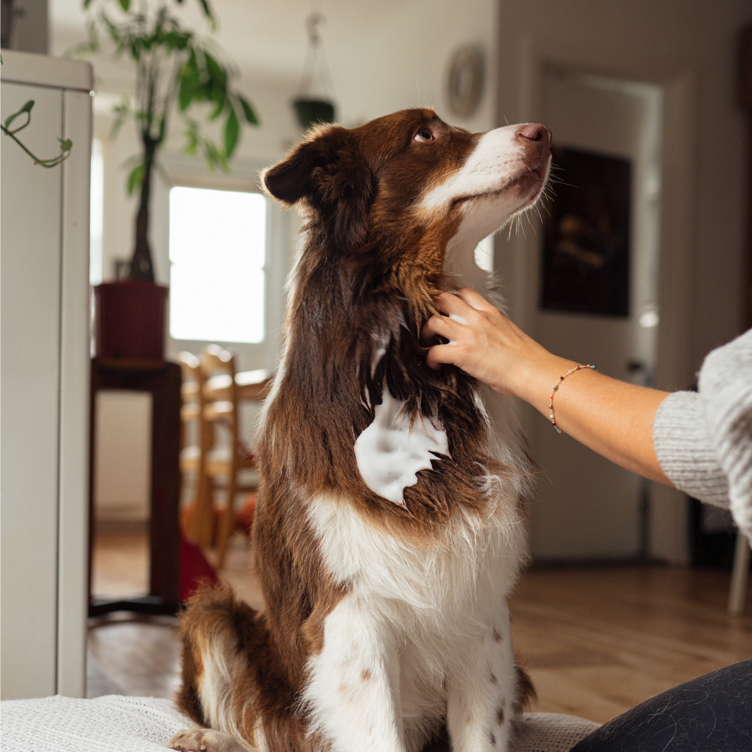 Shampooing sans rinçage pour les animaux