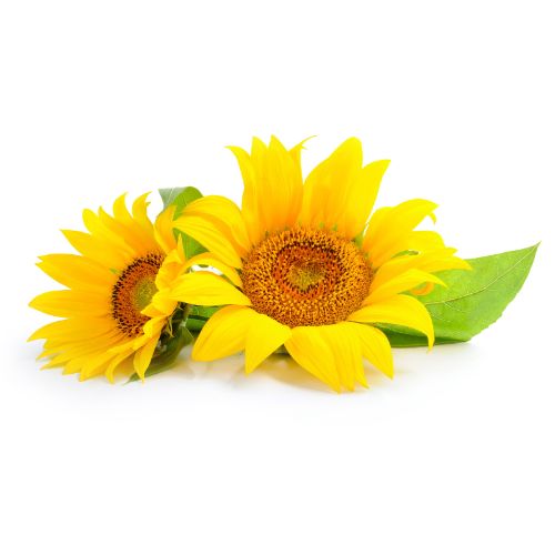 Produits Bleu Lavande avec ingrédient naturel : Huile de tournesol