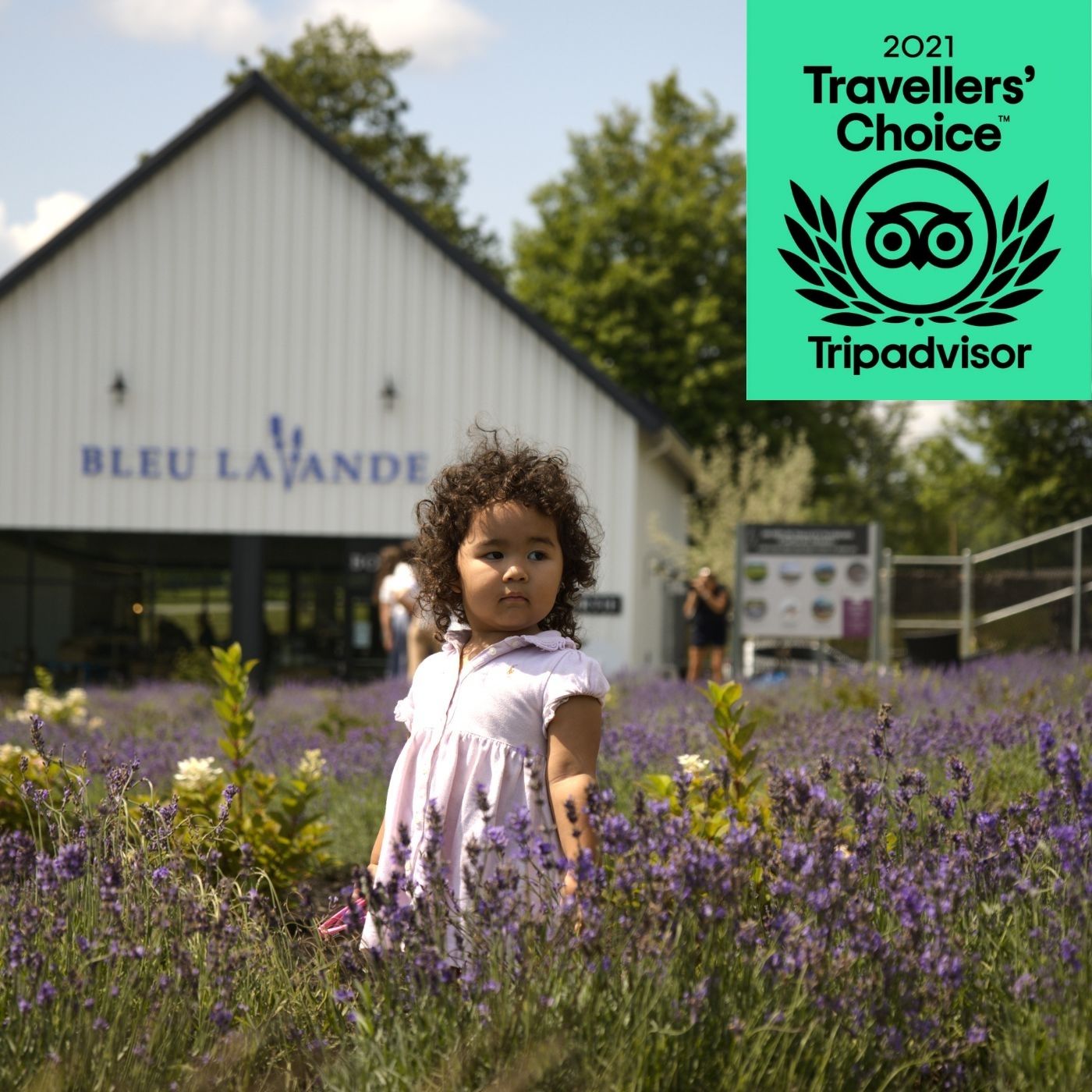 Petite fille en robe rose dans les champs de lavande de Bleu Lavande | Girl in lavender fields