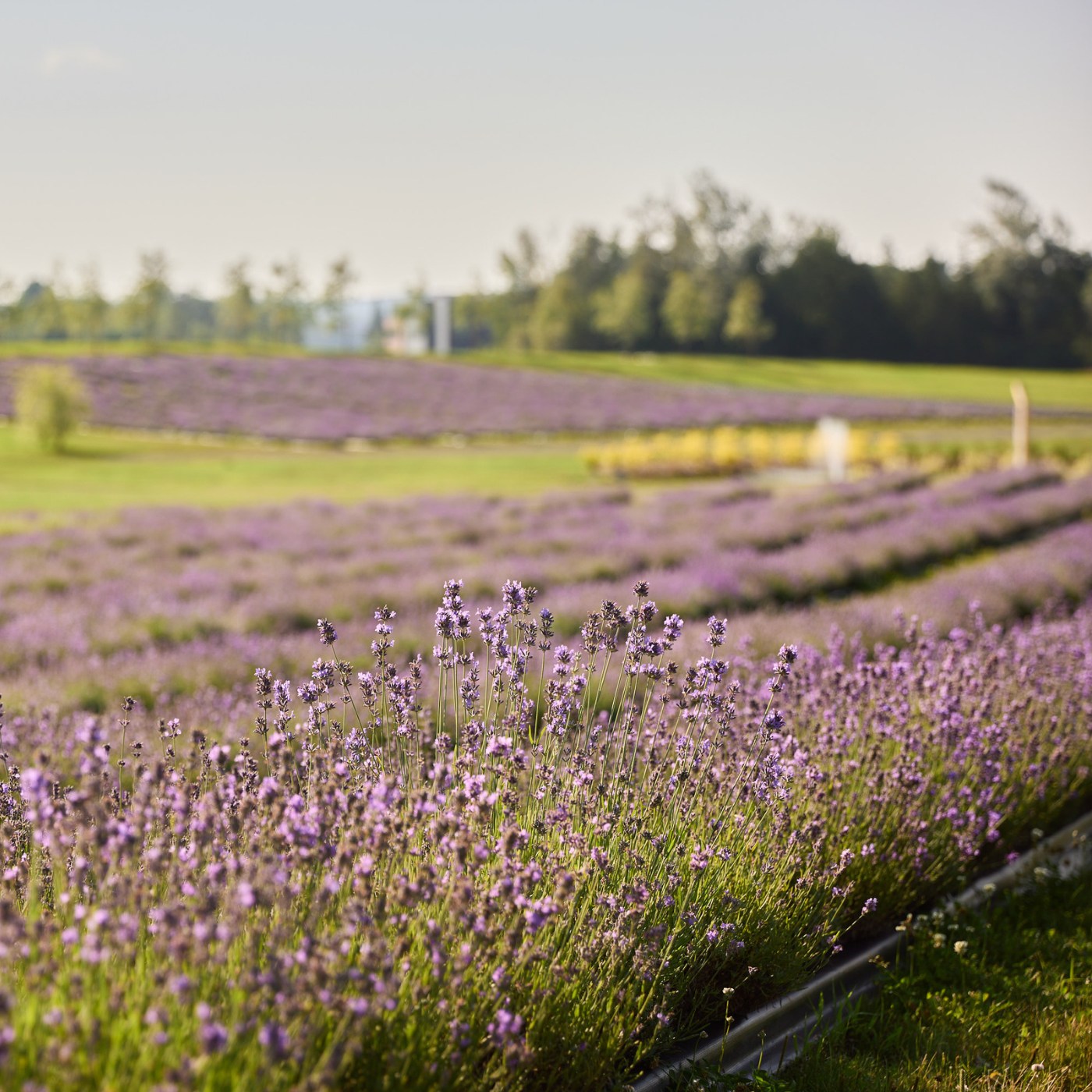 Utilisation d'engrais naturels dans les champs de Bleu Lavande