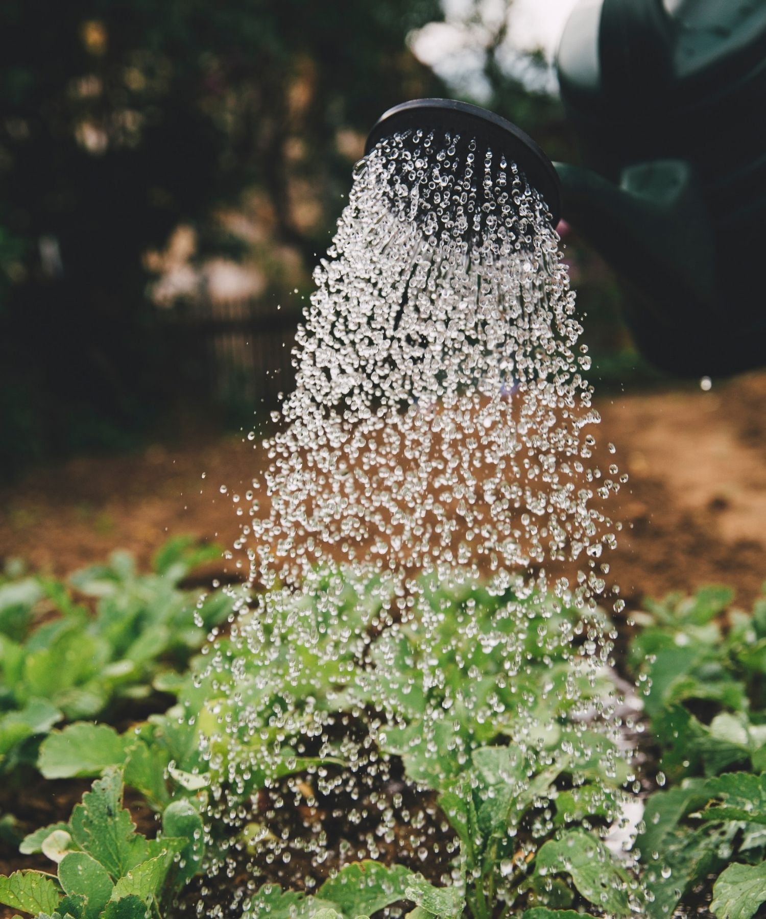 Pour aider à sauver les abeilles, faites pousser des légumes