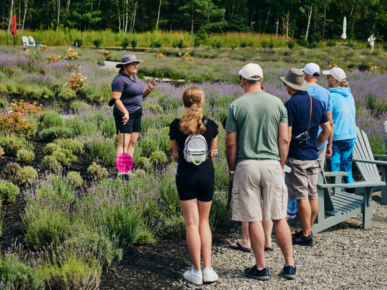 Visite de groupe dans les champs de lavande québécois chez Bleu Lavande en Estrie