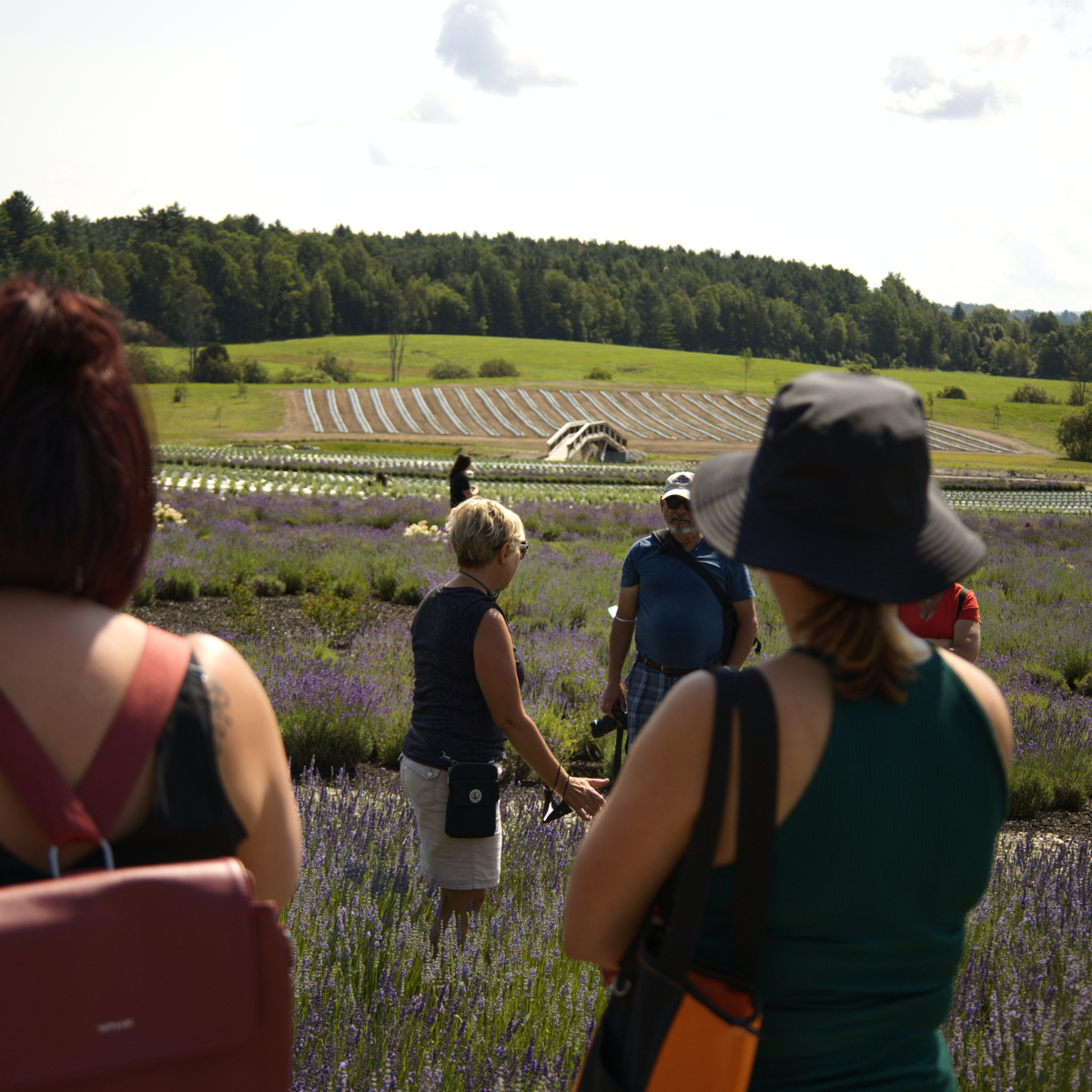 Visite guidée dans les champs de lavande | Group visit in lavender fields near Montreal
