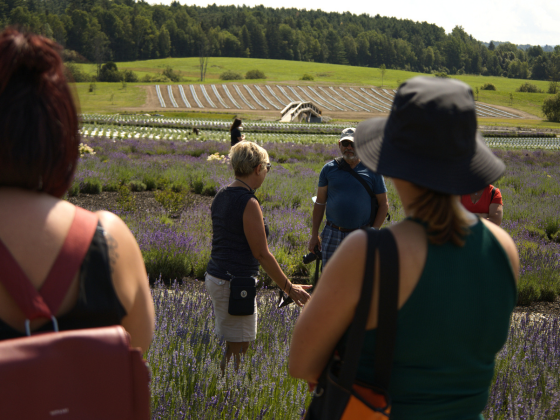 Visite de groupe dans les champs de lavande québécois chez Bleu Lavande en Estrie