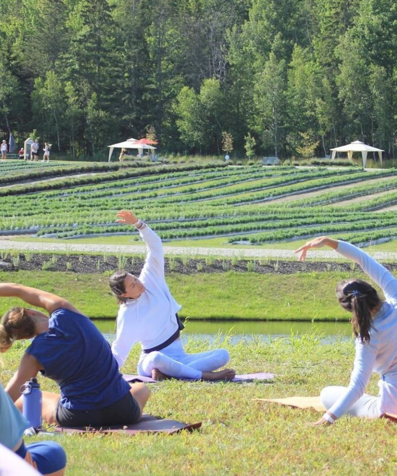 Femmes en train de faire du yoga dans le champ de lavande | Yoga in lavender field in Magog